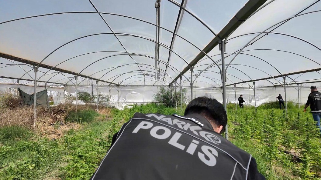 Mersin’de seraya baskın: Binlerce kök Hint keneviri ele geçirildi 4 mersinde seraya baskin binlerce kok hint keneviri ele gecirildi 0 m3aVykeY