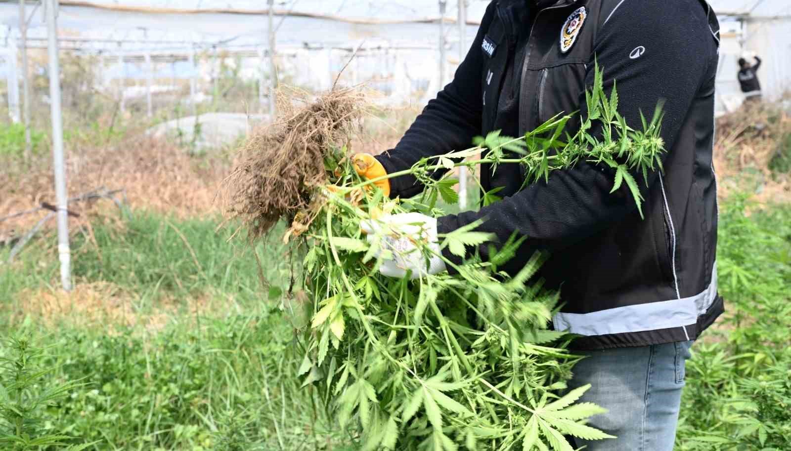 Mersin’de seraya baskın: Binlerce kök Hint keneviri ele geçirildi 8 mersinde seraya baskin binlerce kok hint keneviri ele gecirildi 4 VnRGnCbJ