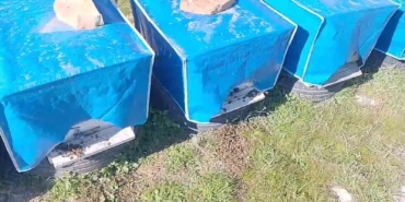 mersinde-zamansiz-zirai-ilaclama-arilarin-olumune-sebep-oldu-6sMai2xF.jpg