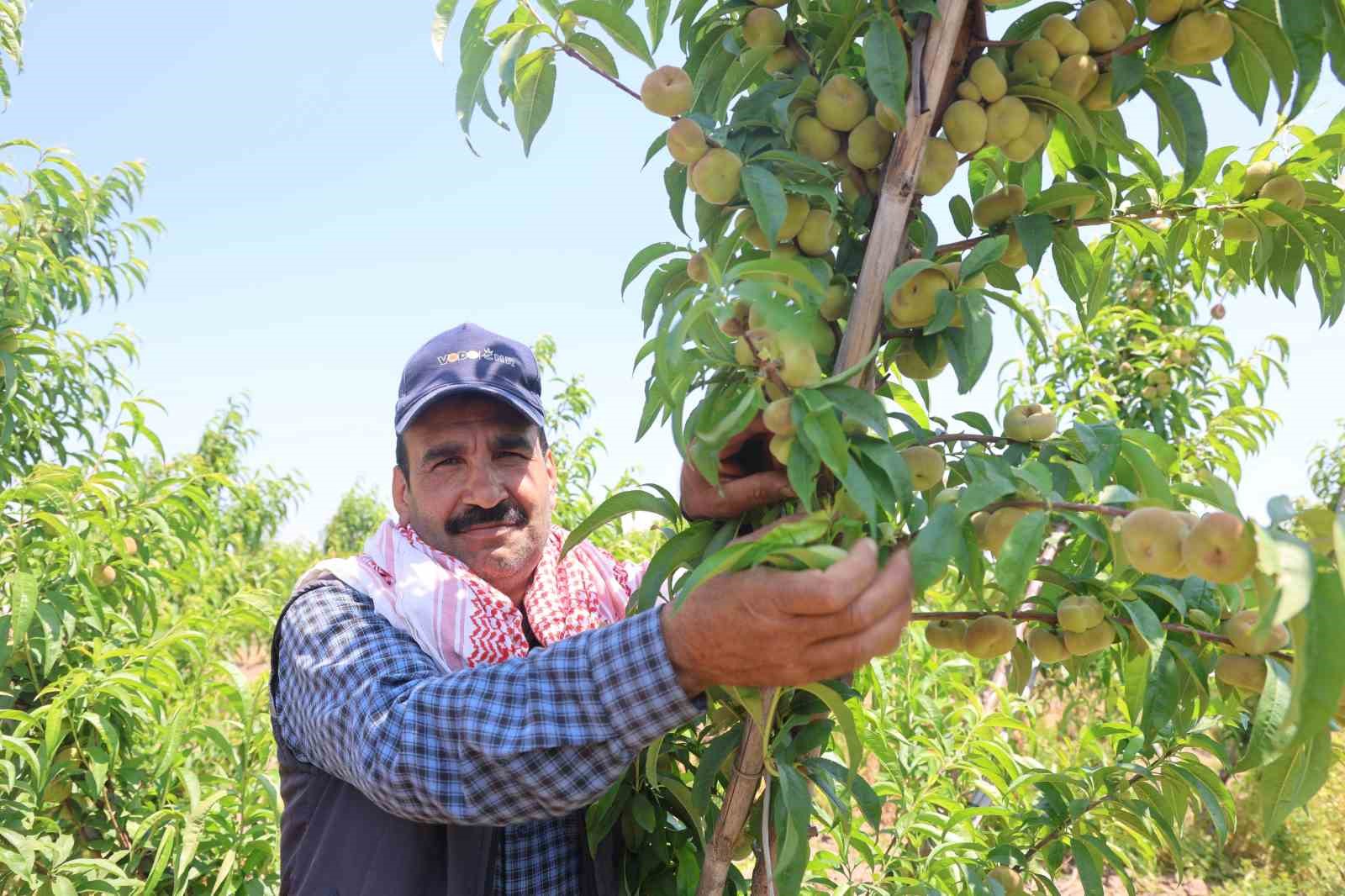 mesaileri baslayan tarim iscileri amik ovasinda bin 100 tl yevmiye alacak 1 mOC2QUTt