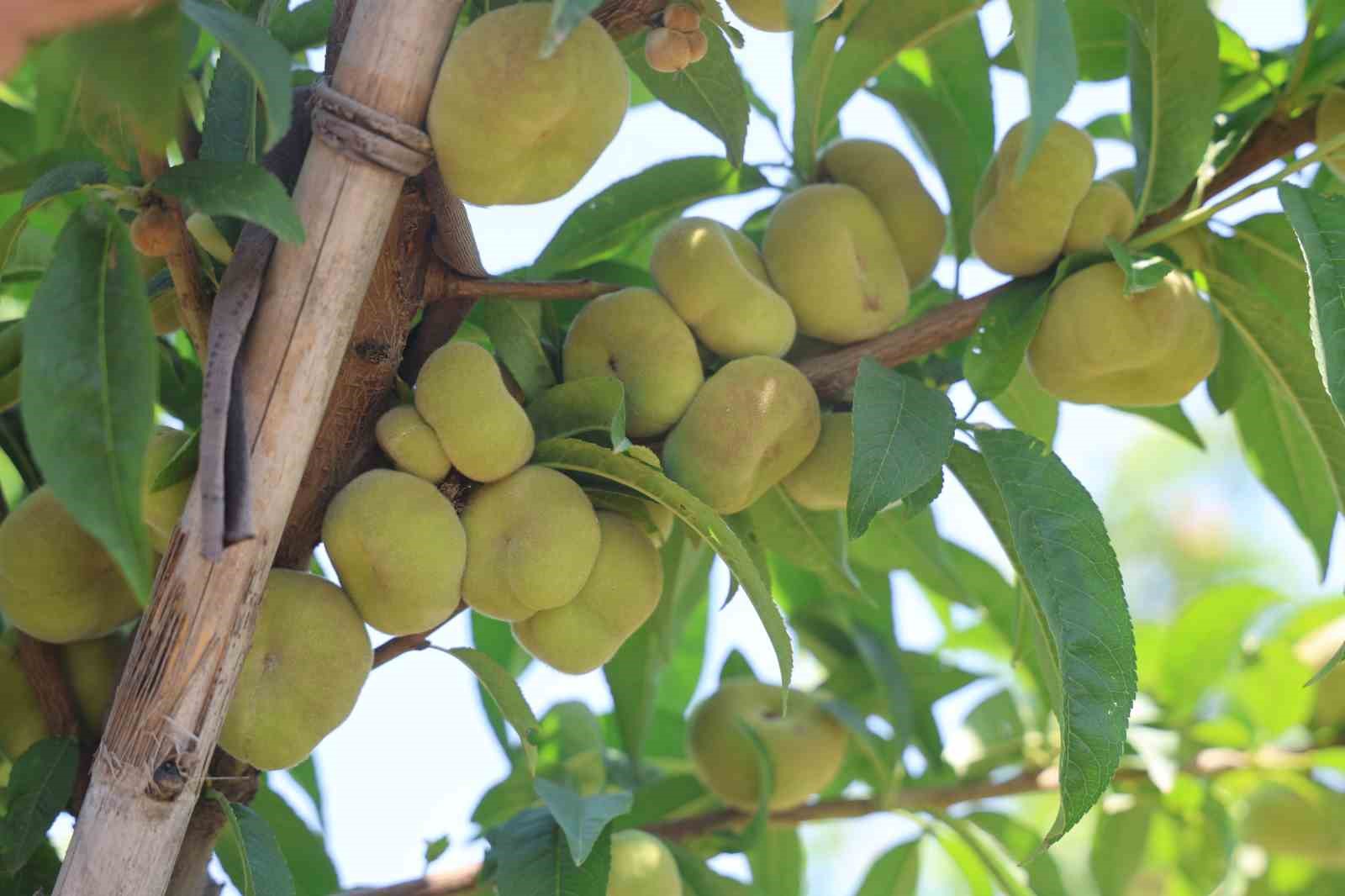 mesaileri baslayan tarim iscileri amik ovasinda bin 100 tl yevmiye alacak 2 cYETl5c8