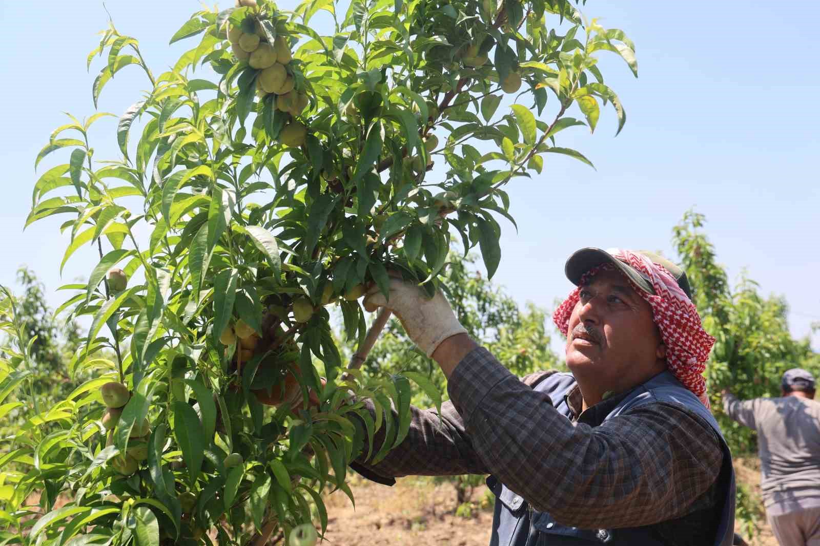 mesaileri baslayan tarim iscileri amik ovasinda bin 100 tl yevmiye alacak 5 vbNMZWtQ