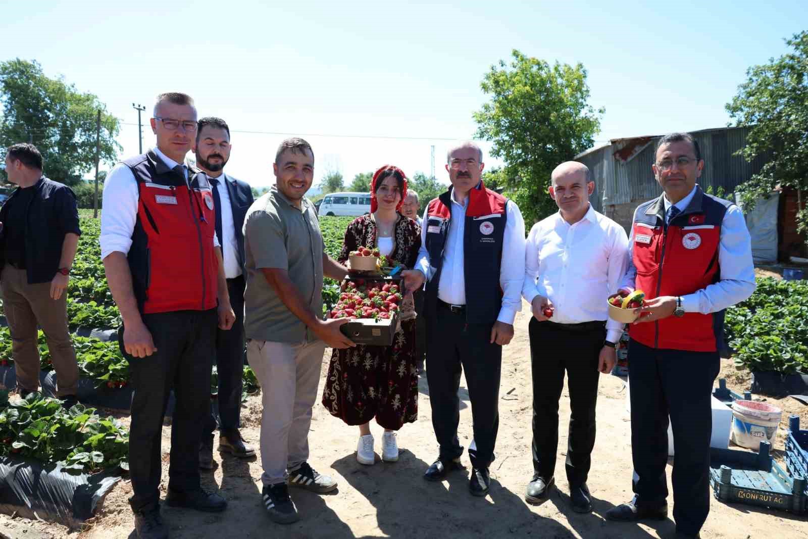 Meşhur Yenice çileğinin hasadı yapıldı 6 meshur yenice cileginin hasadi yapildi 2 qzfiYy2j