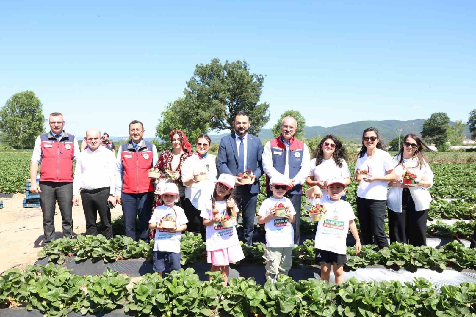 Meşhur Yenice çileğinin hasadı yapıldı 8 meshur yenice cileginin hasadi yapildi 4 sUbKvuPi