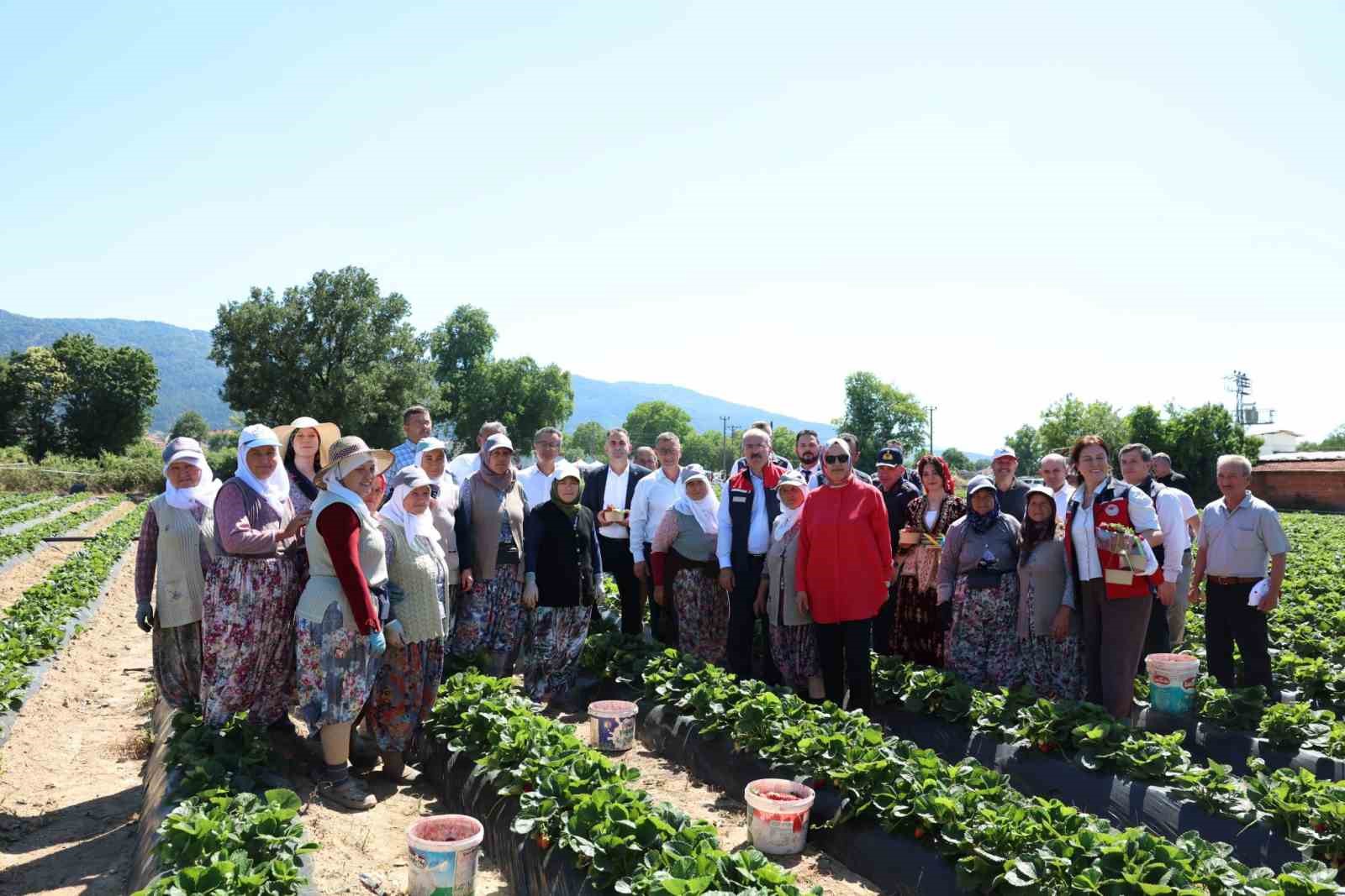 Meşhur Yenice çileğinin hasadı yapıldı 9 meshur yenice cileginin hasadi yapildi 5 4g8SOw6J
