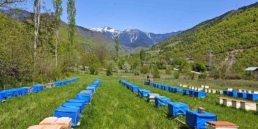 mevsim-normallerinin-altinda-seyreden-hava-sicakligi-aricilari-vurdu-uzmanlardan-kritik-uyari-RqDcrss1.jpg