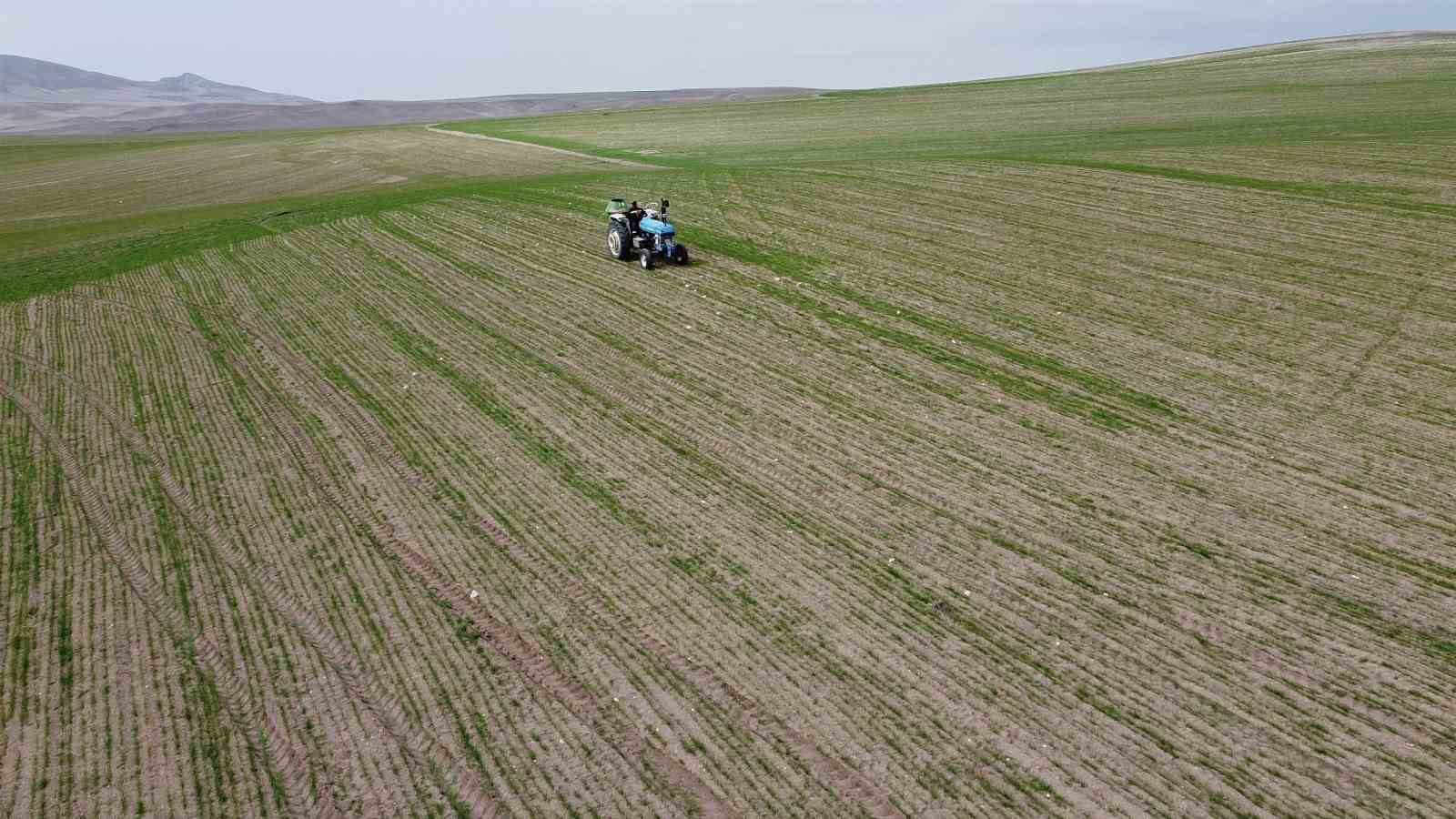 mevsim yagmurlari oncesi ciftciler gubre mesaisine basladi 4 VuJzeIvW
