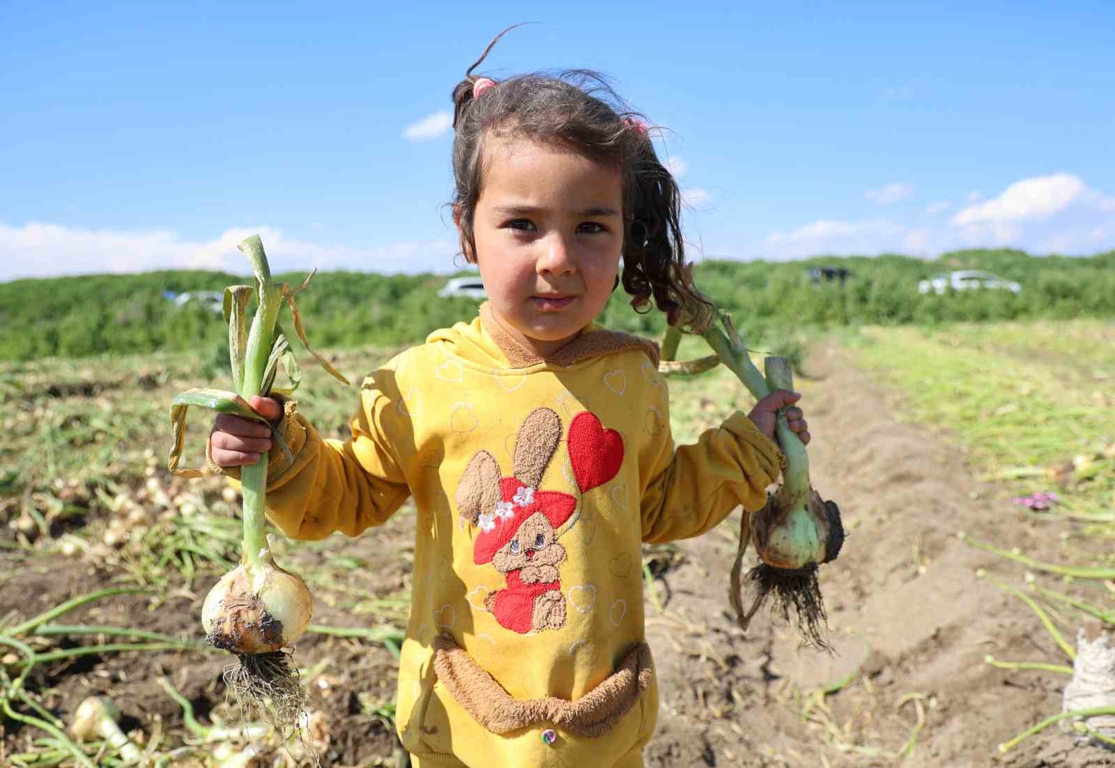 mevsimlik tarim iscisi ailelerin cocuklari okula gitmek yerine tarlada 2 lwHNwXNi