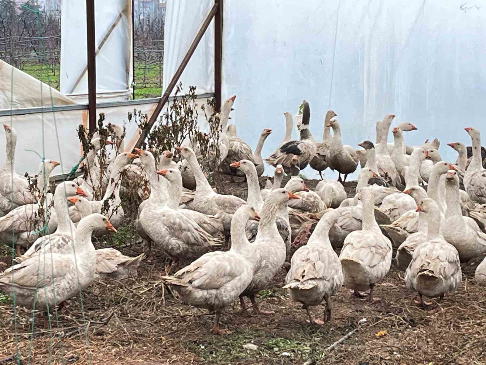 meyve bahcelerinde yabani otla mucadelede kazlar sahaya indi 0 9Hri24ck
