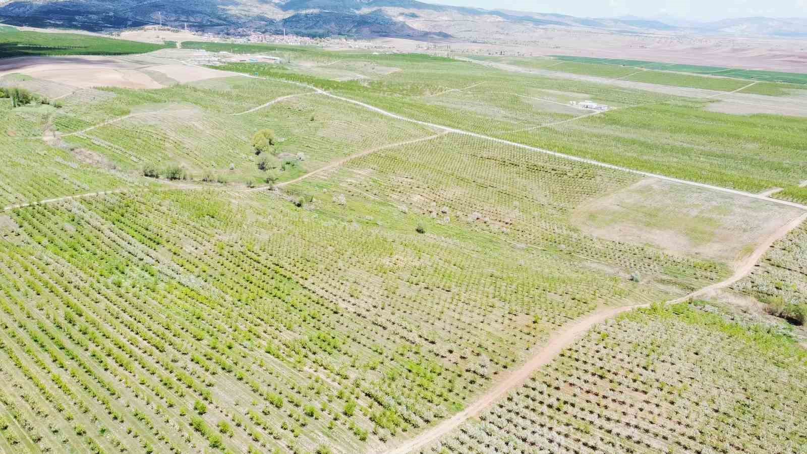 Meyvecilik projesi köyün refah seviyesini değiştirdi: Göç durdu, işsizlik bitti 4 meyvecilik projesi koyun refah seviyesini degistirdi goc durdu issizlik bitti 0 1z6tW65v
