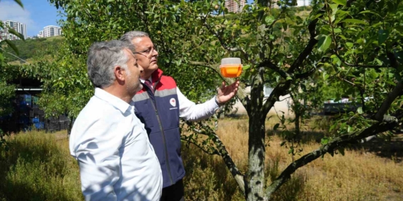 meyvelerin-en-buyuk-dusmanina-samsunda-savas-acildi-eQY4uwyD.jpg