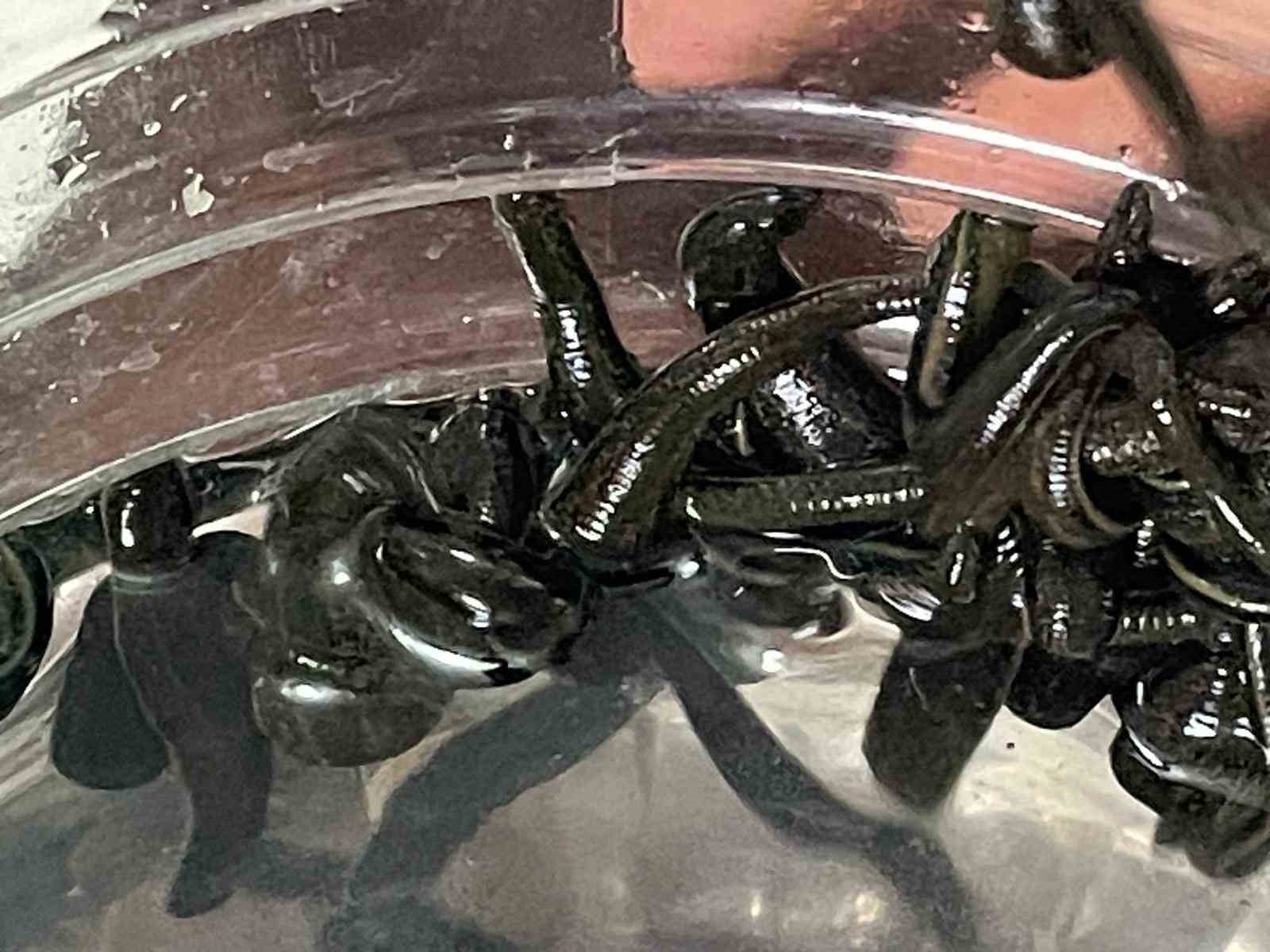 mezbaha kaniyla besleniyor bircok hastaliga sifa oluyorlar 0 qHXnMTwO