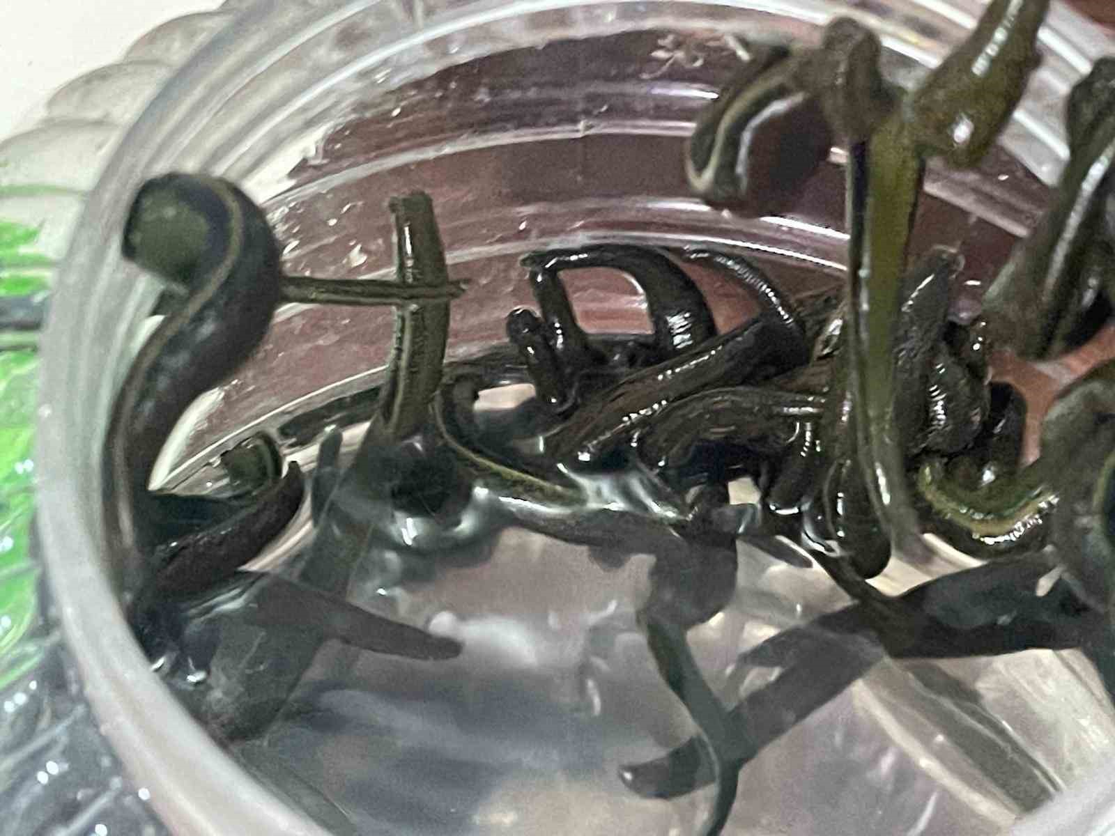 mezbaha kaniyla besleniyor bircok hastaliga sifa oluyorlar 1 Z9OJ5bZL