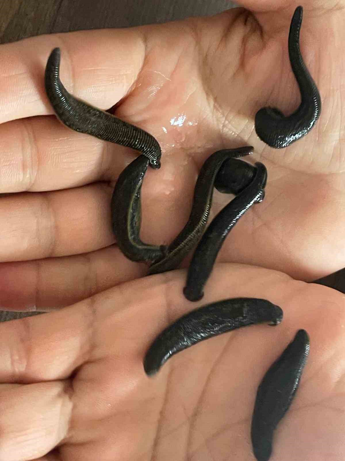 mezbaha kaniyla besleniyor bircok hastaliga sifa oluyorlar 5 PTmYUyQV