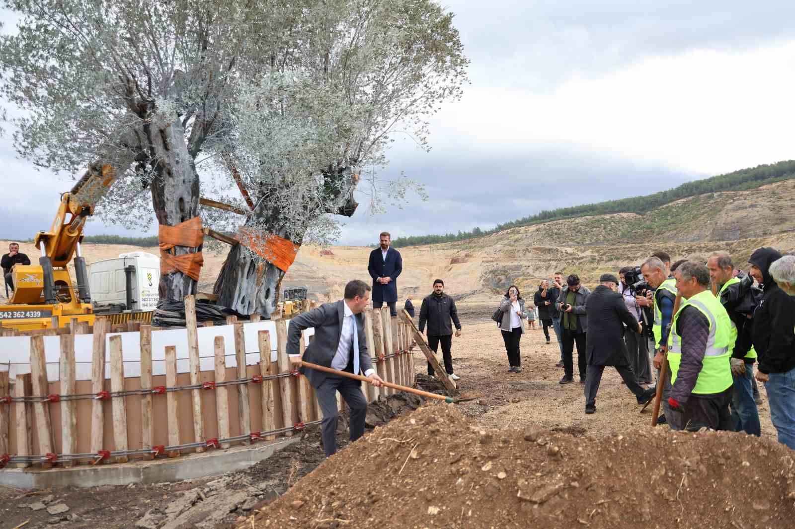 milasta 3 asirlik zeytin agaci yeni yerine torenle tasindi 12 Ztavs5cI