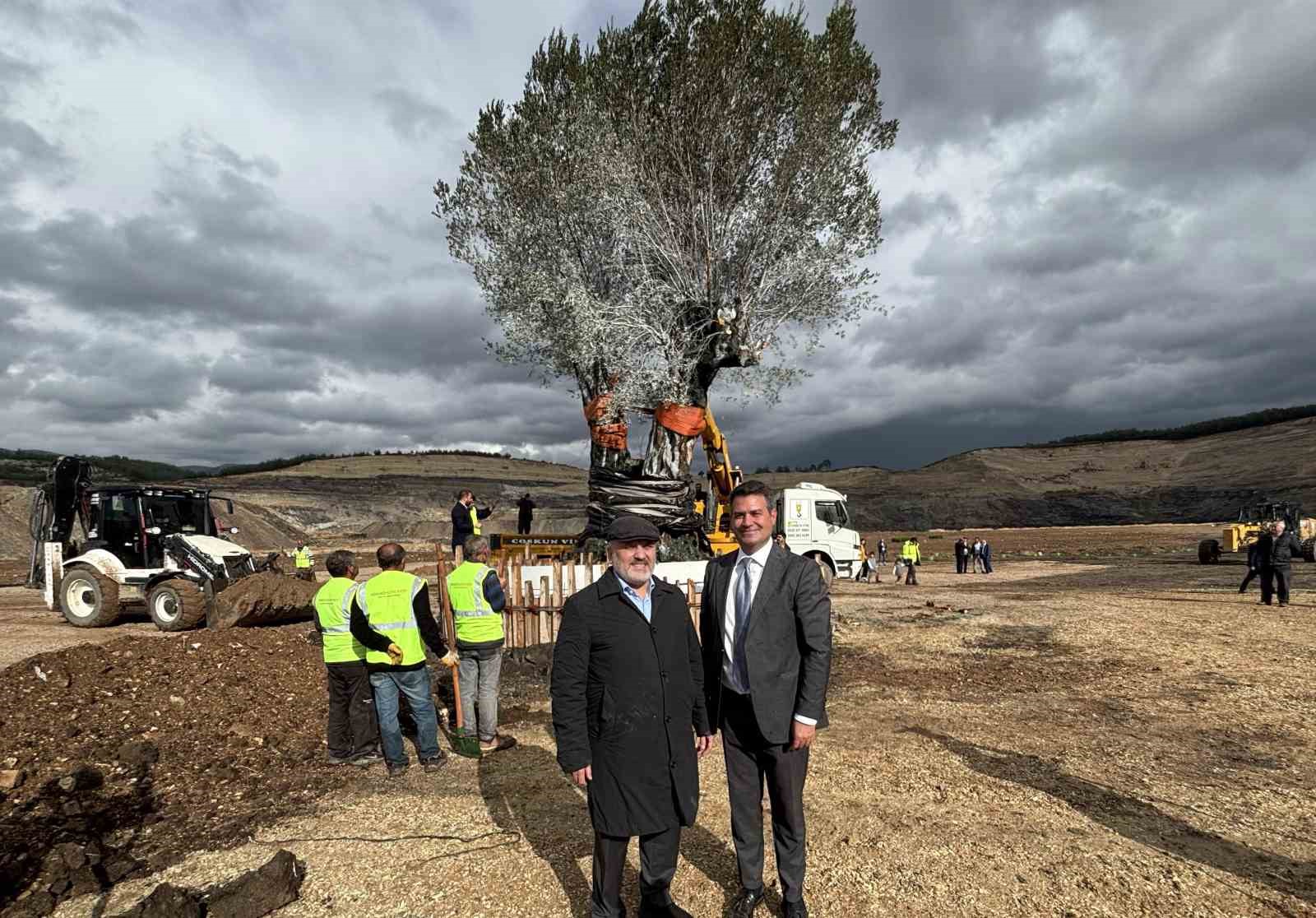 milasta 3 asirlik zeytin agaci yeni yerine torenle tasindi 14 hUbckuFS