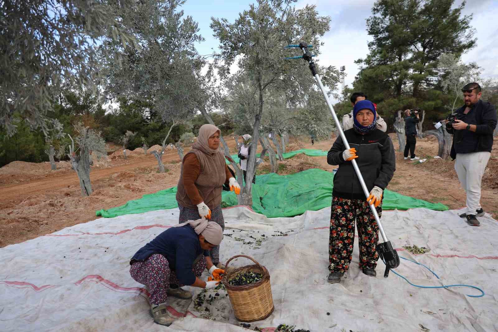 milasta 3 asirlik zeytin agaci yeni yerine torenle tasindi 15 JPKMepSf