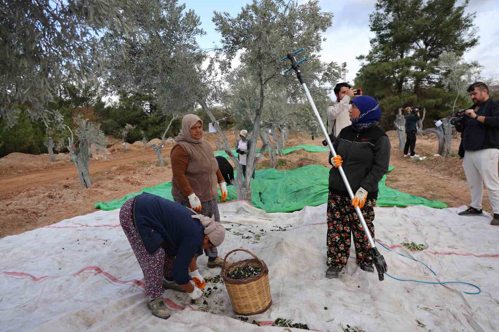 milasta 3 asirlik zeytin agaci yeni yerine torenle tasindi 18 pVjCLYzT