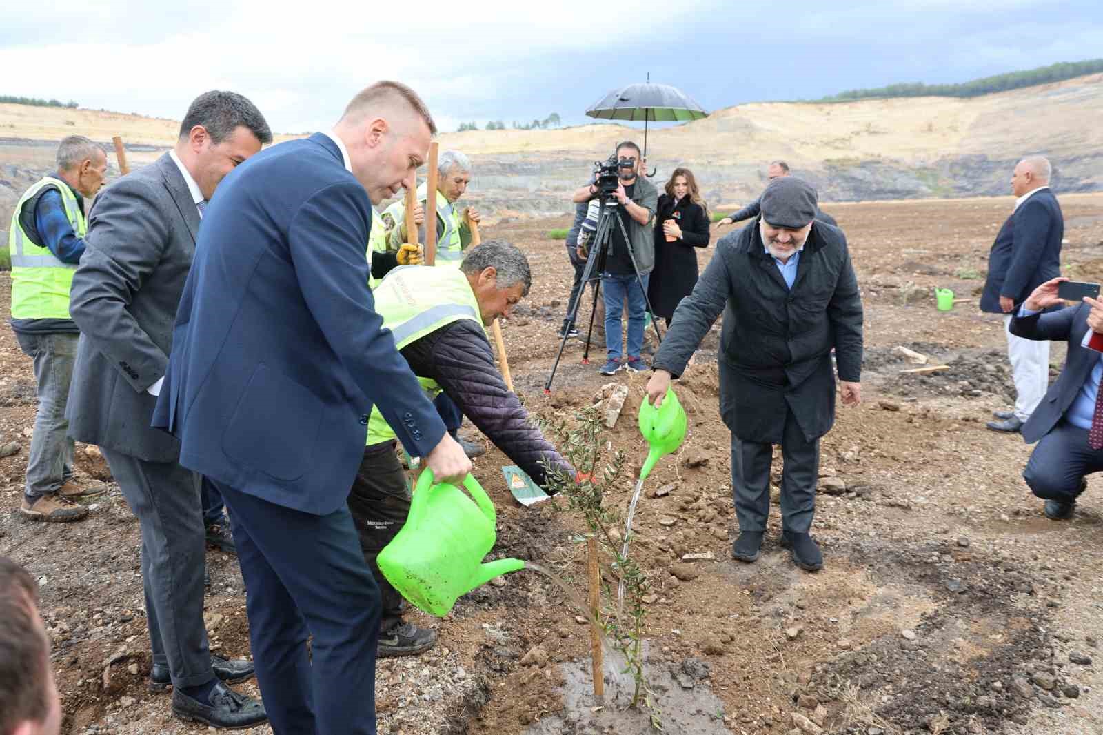 milasta 3 asirlik zeytin agaci yeni yerine torenle tasindi 22 hvcdl58C