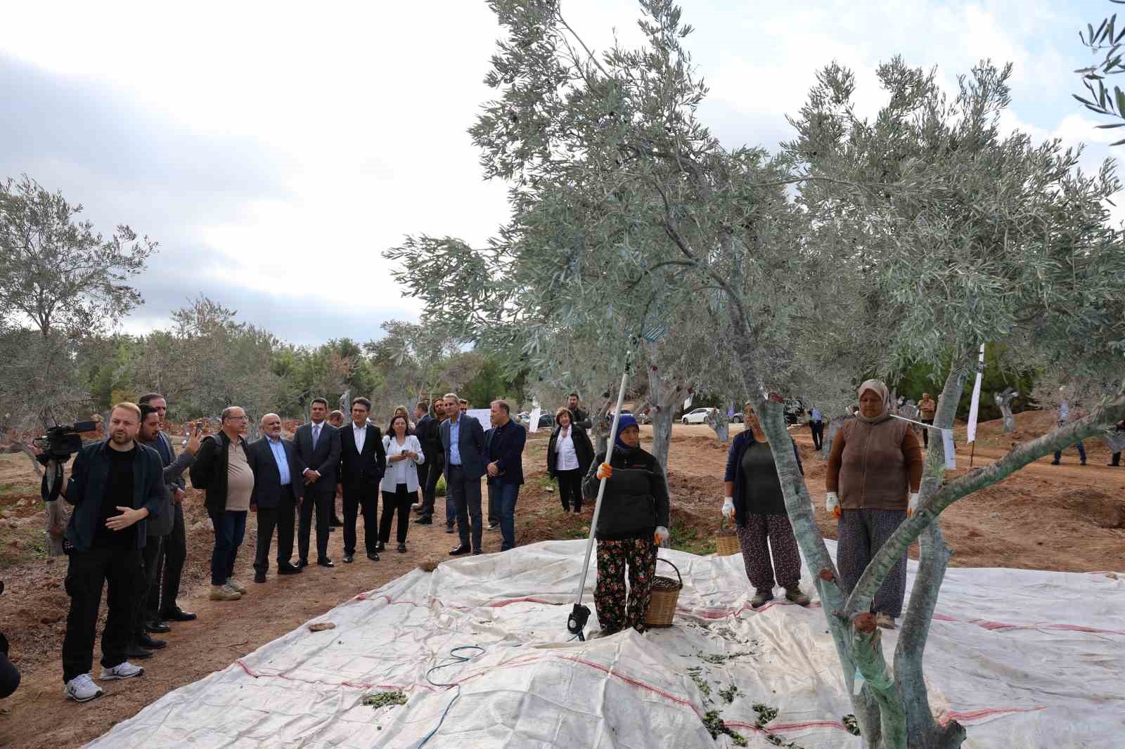 milasta 3 asirlik zeytin agaci yeni yerine torenle tasindi 3 2TbXlXzc