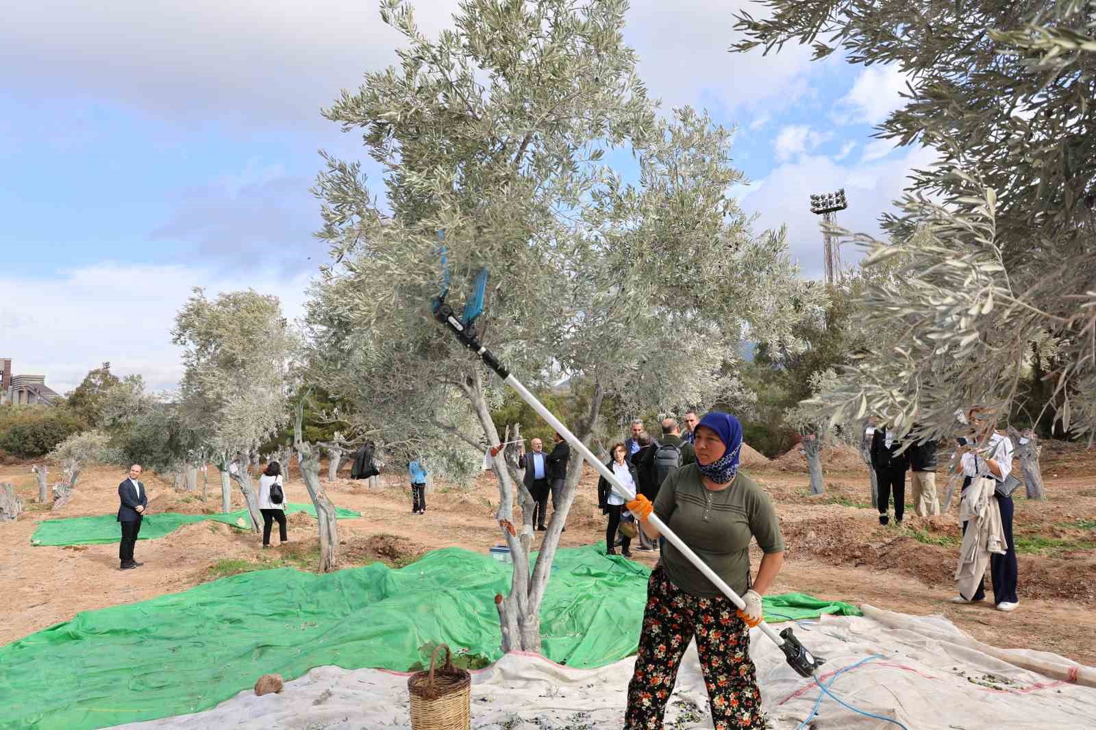 milasta 3 asirlik zeytin agaci yeni yerine torenle tasindi 7 ndjRMcUG