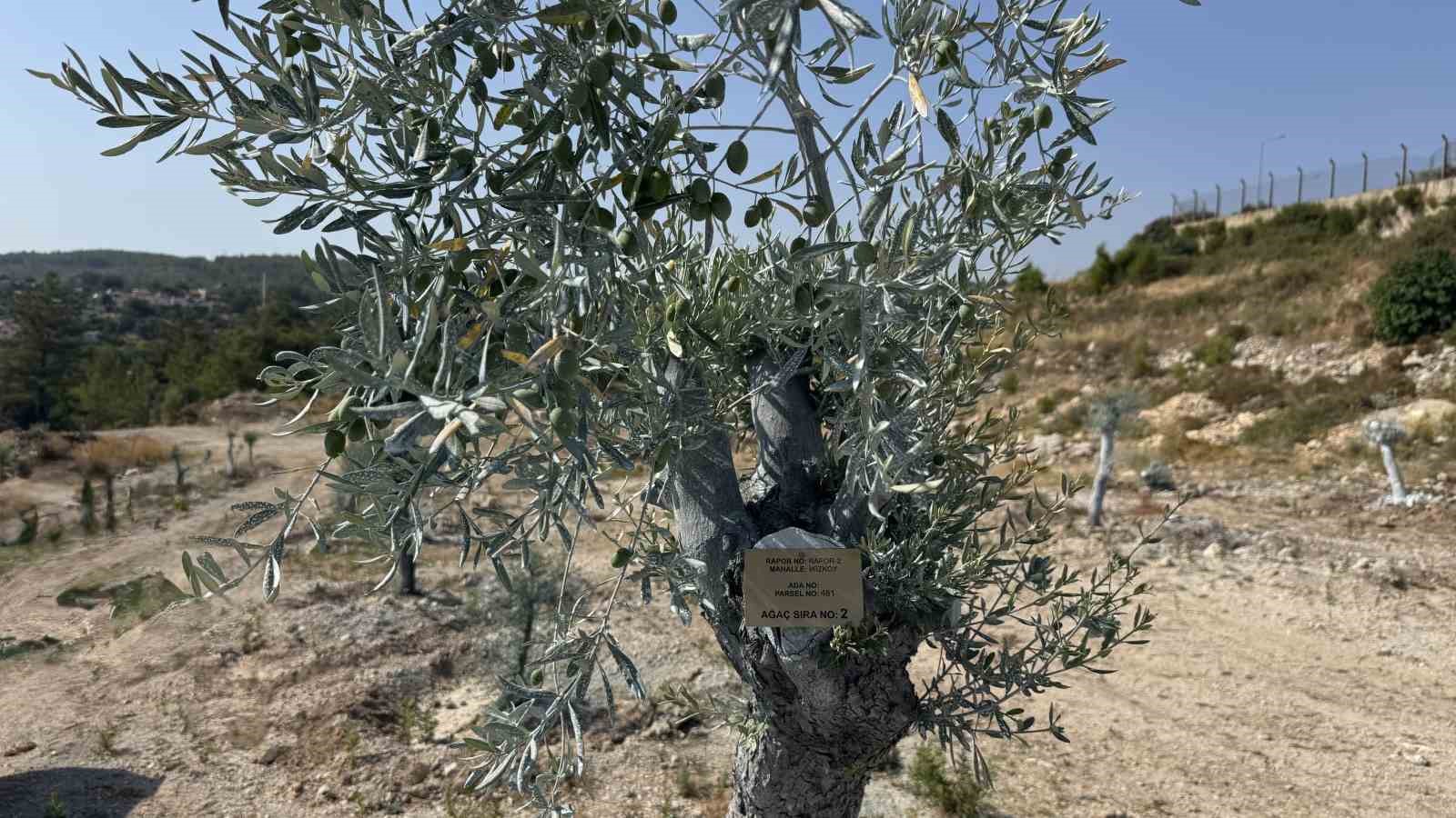 Milas’ta bilimsel yöntemlerle taşınan zeytin ağaçları, bir yıl dolmadan yeniden meyve vermeye başladı 5 milasta bilimsel yontemlerle tasinan zeytin agaclari bir yil dolmadan yeniden meyve vermeye basladi 1 H81heq5j