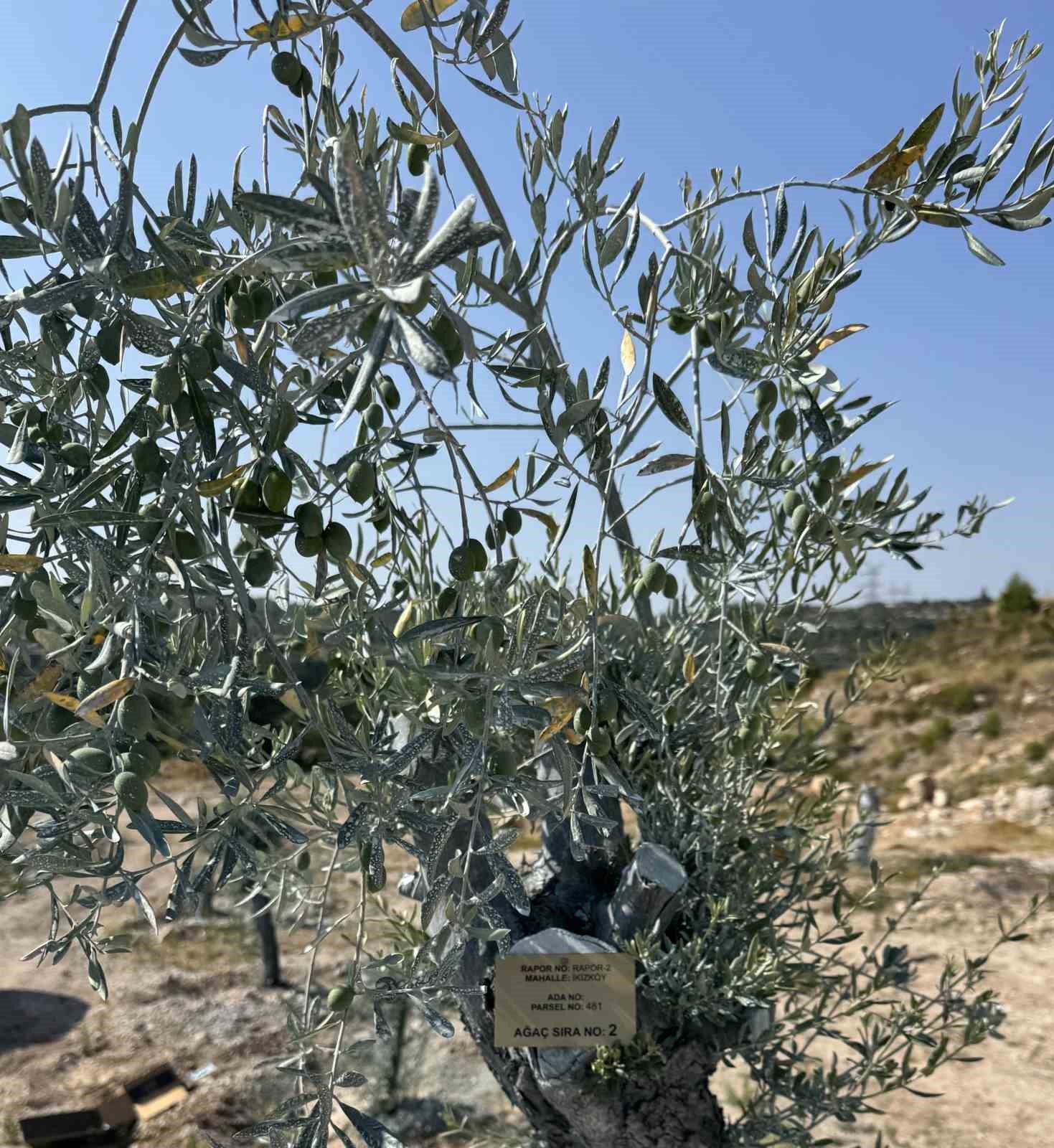 Milas’ta bilimsel yöntemlerle taşınan zeytin ağaçları, bir yıl dolmadan yeniden meyve vermeye başladı 6 milasta bilimsel yontemlerle tasinan zeytin agaclari bir yil dolmadan yeniden meyve vermeye basladi 2 s1rUHdmu