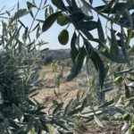 milasta-bilimsel-yontemlerle-tasinan-zeytin-agaclari-bir-yil-dolmadan-yeniden-meyve-vermeye-basladi-WXgxiQh4.jpg