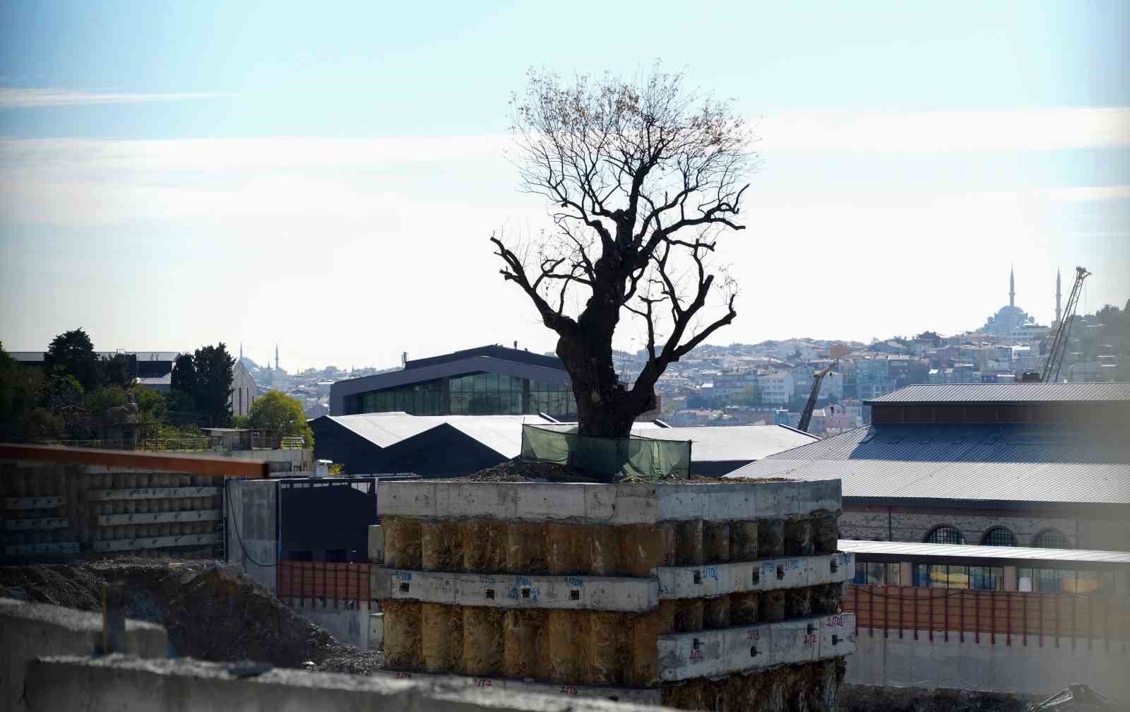 milyarlik projede tarihi agaca fore kazikli koruma 6 GIybKTzK