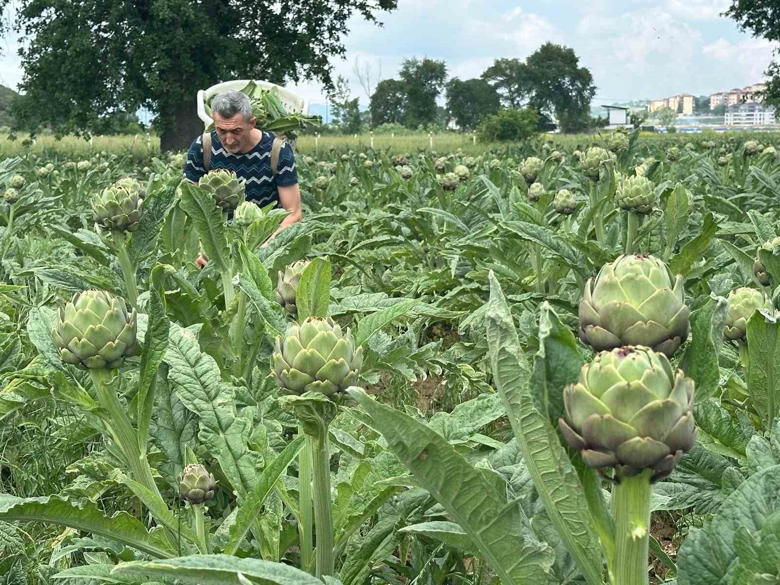 Milyonlarca liralık konutların arasında tarımsal üretim mücadelesi 4 milyonlarca liralik konutlarin arasinda tarimsal uretim mucadelesi 0 GVPlV8Xt