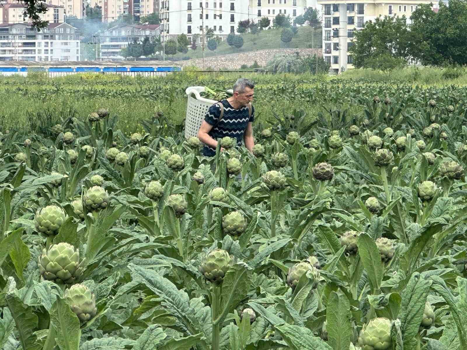 Milyonlarca liralık konutların arasında tarımsal üretim mücadelesi 6 milyonlarca liralik konutlarin arasinda tarimsal uretim mucadelesi 2 AUatCv9L