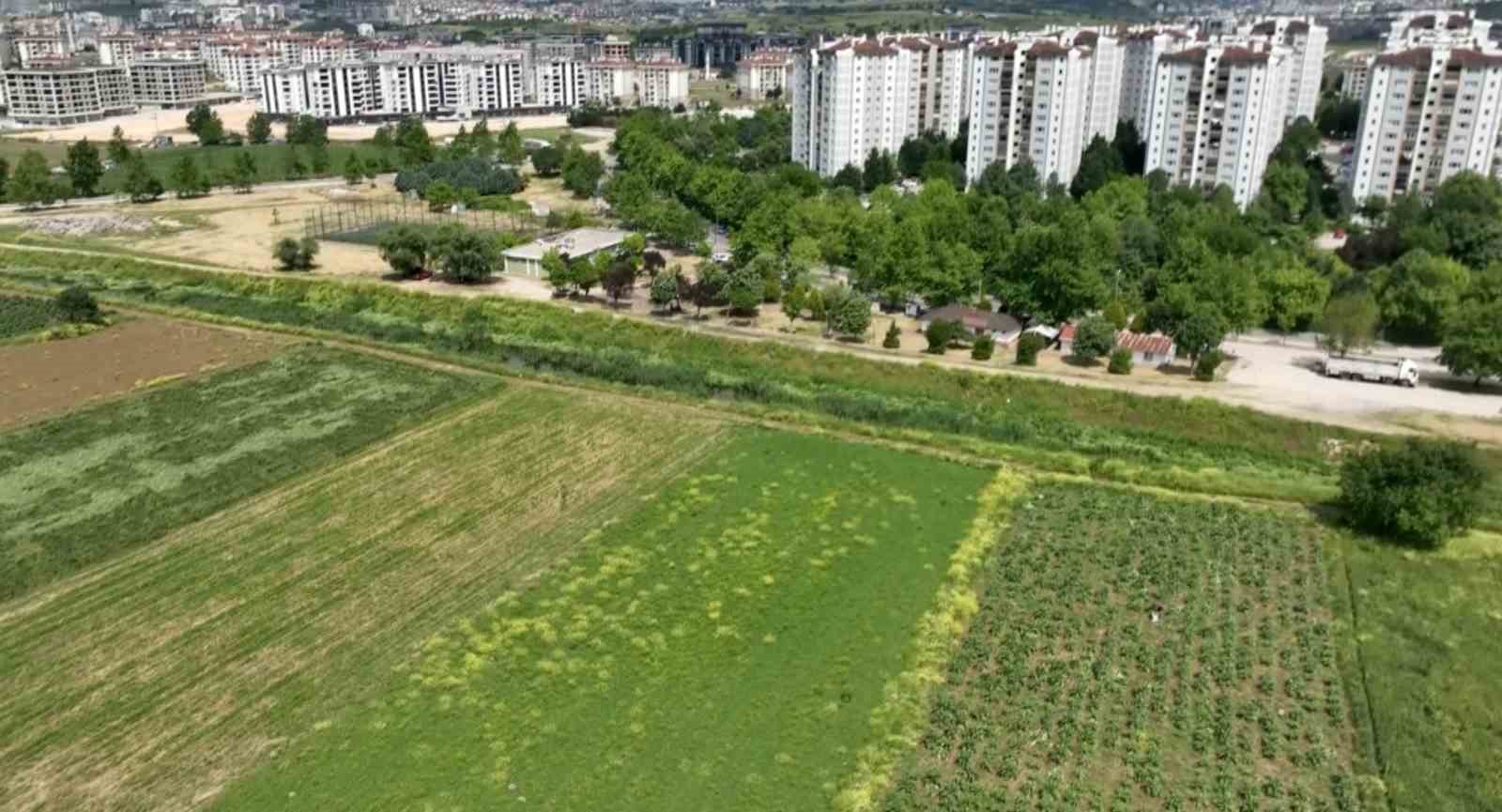 Milyonlarca liralık konutların arasında tarımsal üretim mücadelesi 7 milyonlarca liralik konutlarin arasinda tarimsal uretim mucadelesi 3 2DMj49Mj