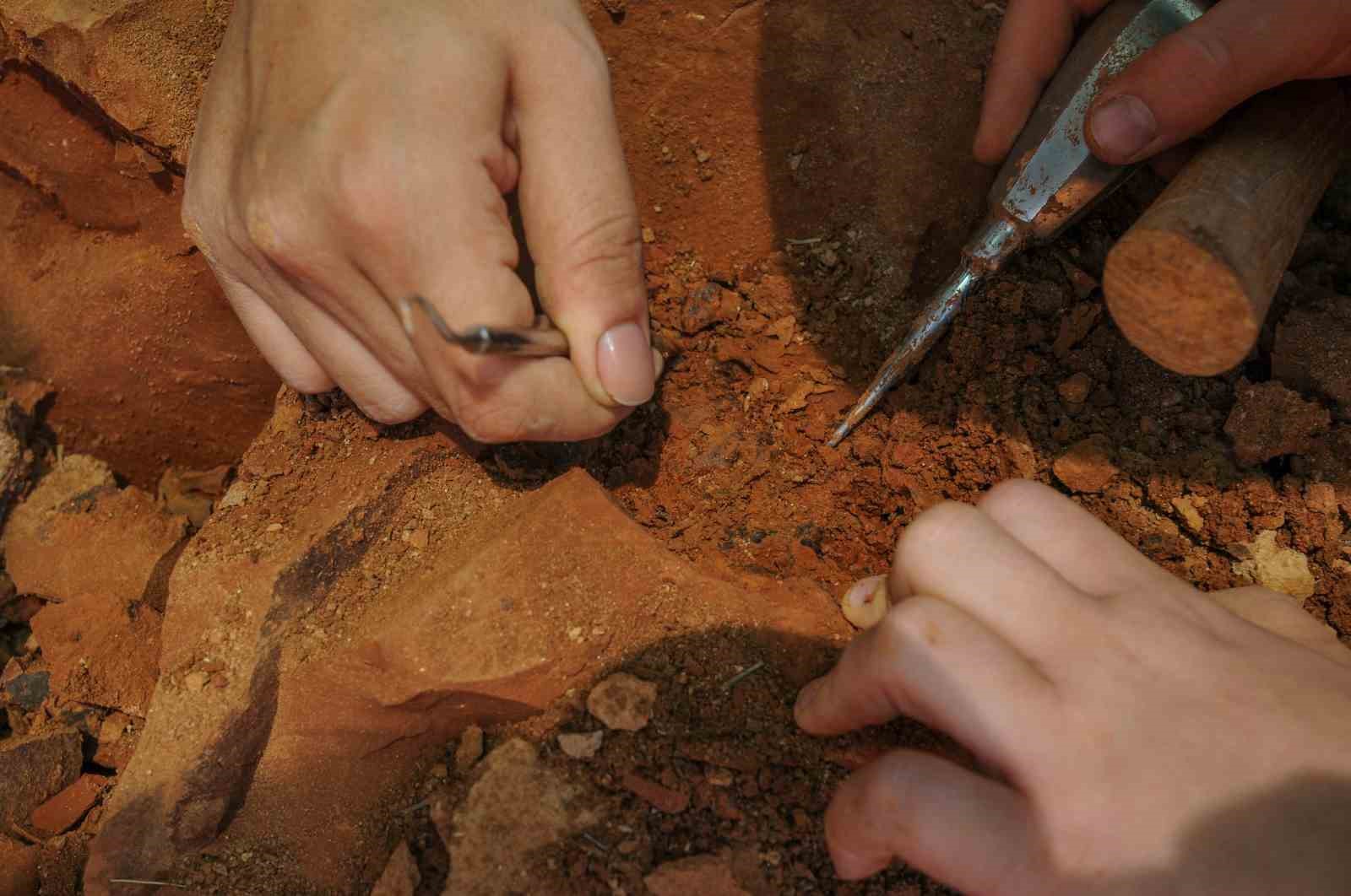 milyonlarca yillik fosil kalintilari gecmisin karanligina isik tutuyor 1 wyXdZulD