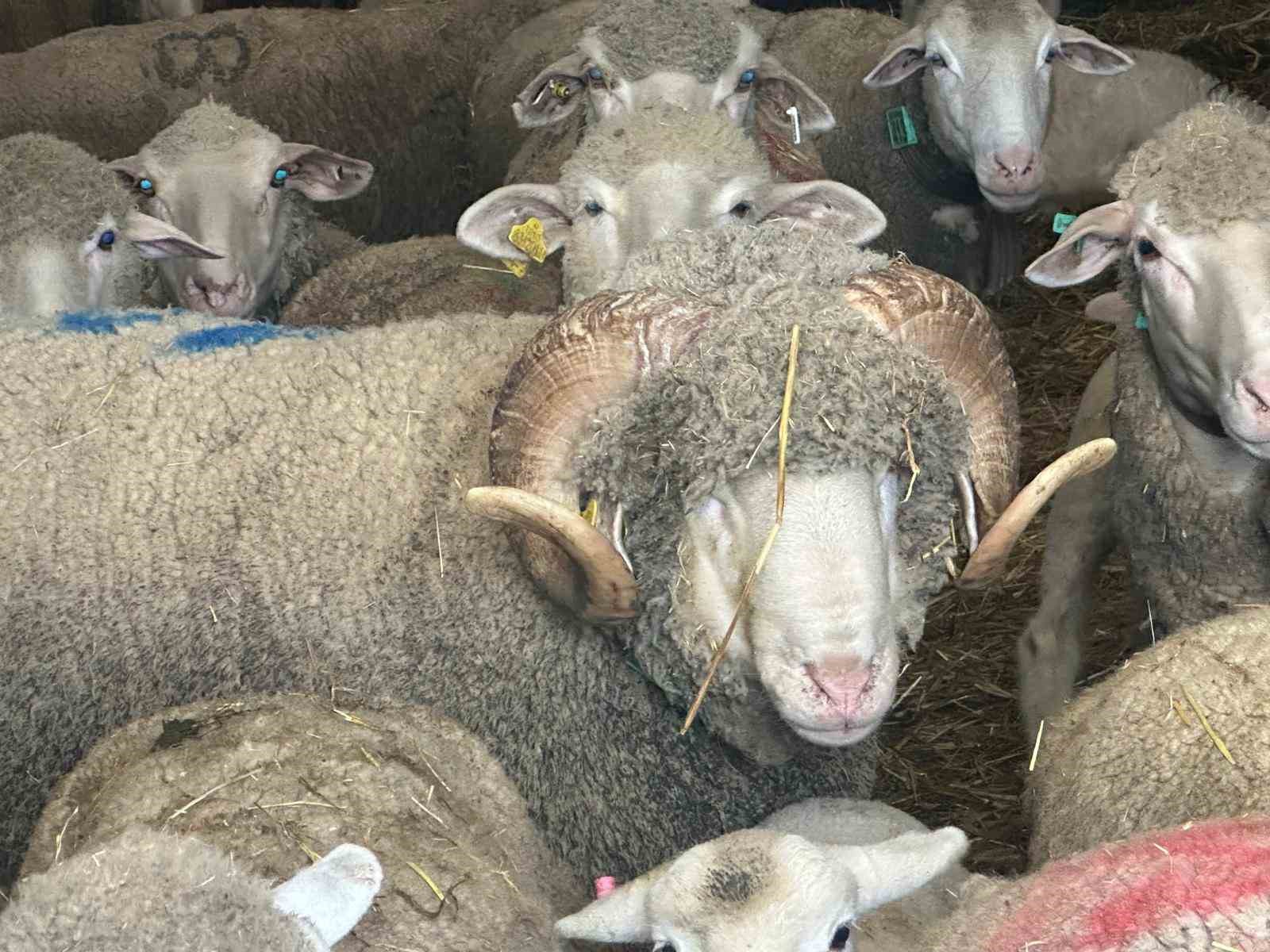 milyonluk kocun kuzulari icin bugunden siraya girdiler 0 LmeAJ7VA