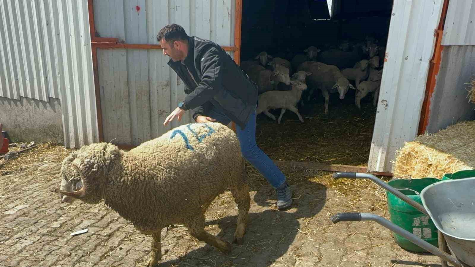 milyonluk kocun kuzulari icin bugunden siraya girdiler 1