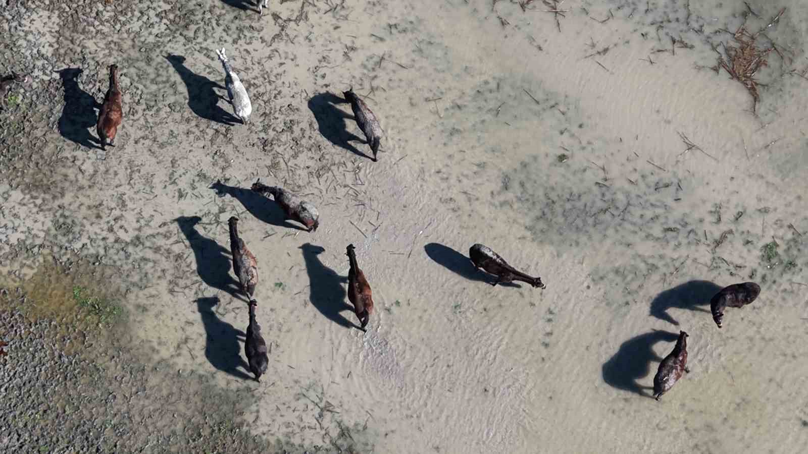 milyonluk yaris atlari da su altinda kaldi 6 2lrEvjcc