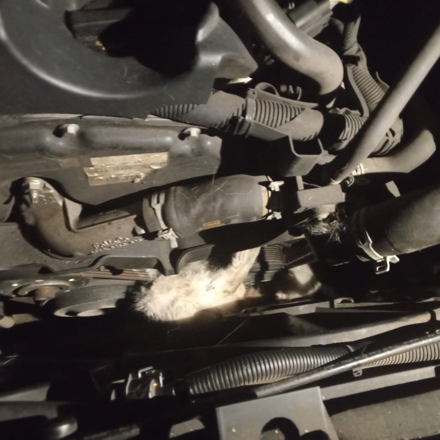 minibusun motoruna sikisan kedi kurtarildi 0