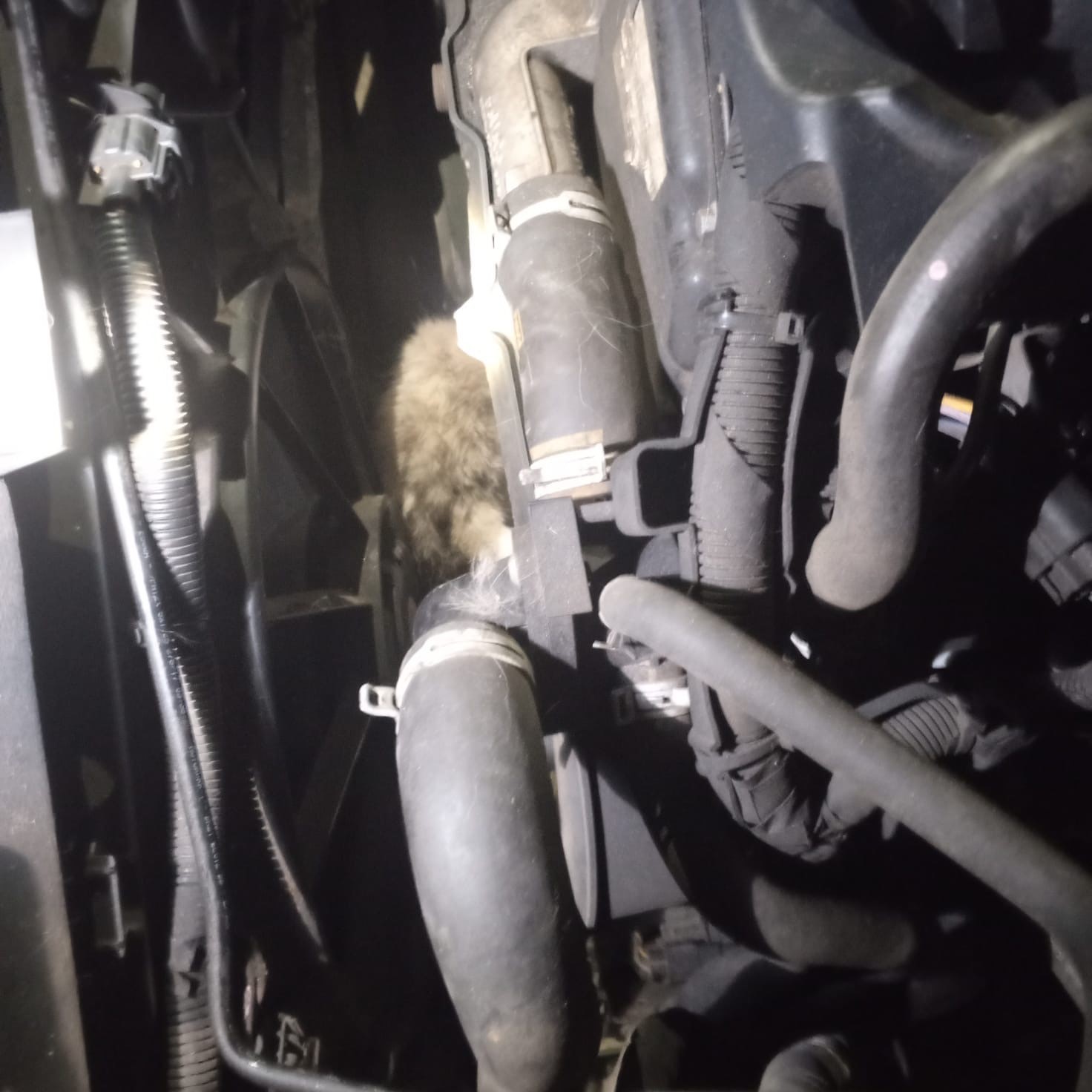 minibusun motoruna sikisan kedi kurtarildi 1 7nf73ppV