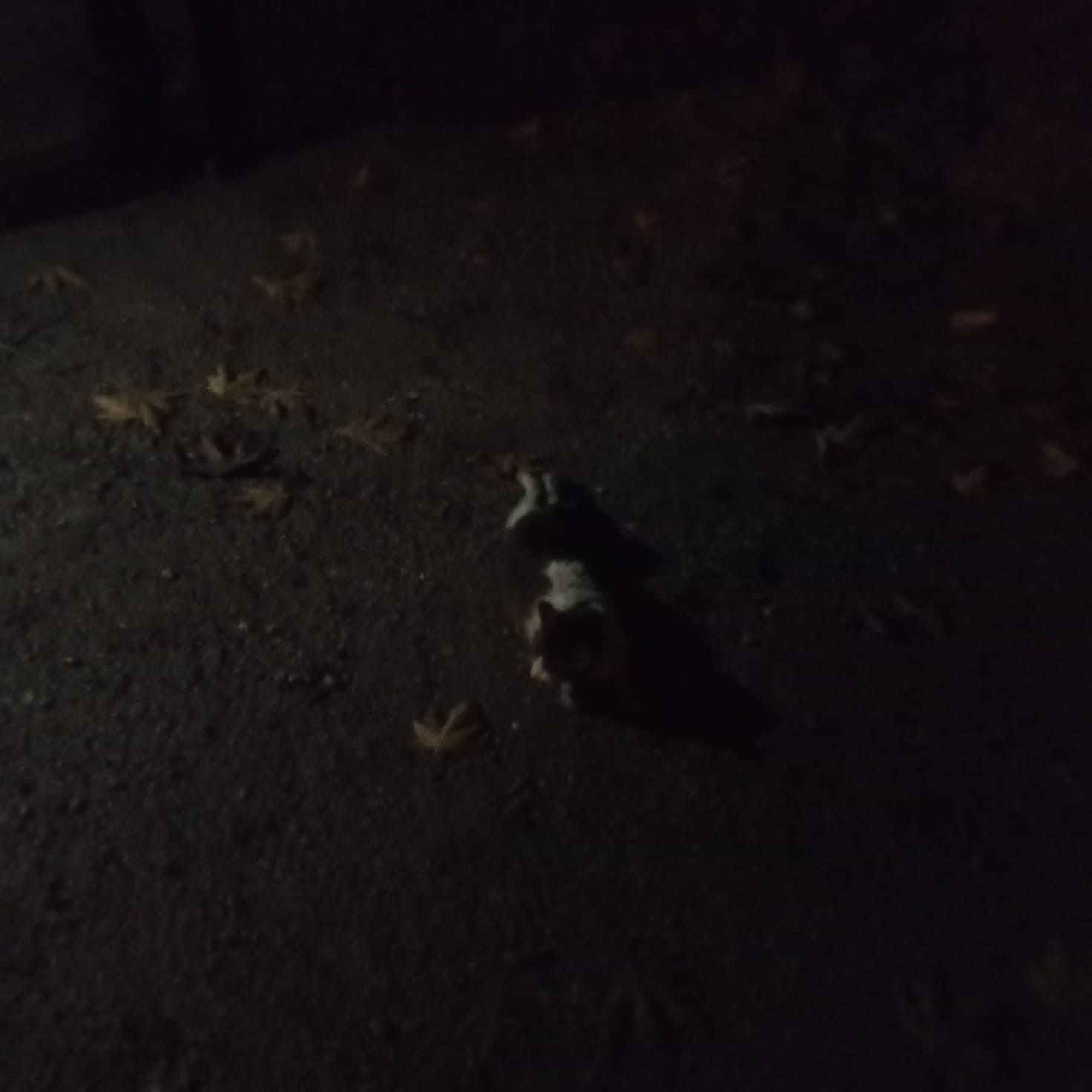 minibusun motoruna sikisan kedi kurtarildi 3 VYyg2HLf