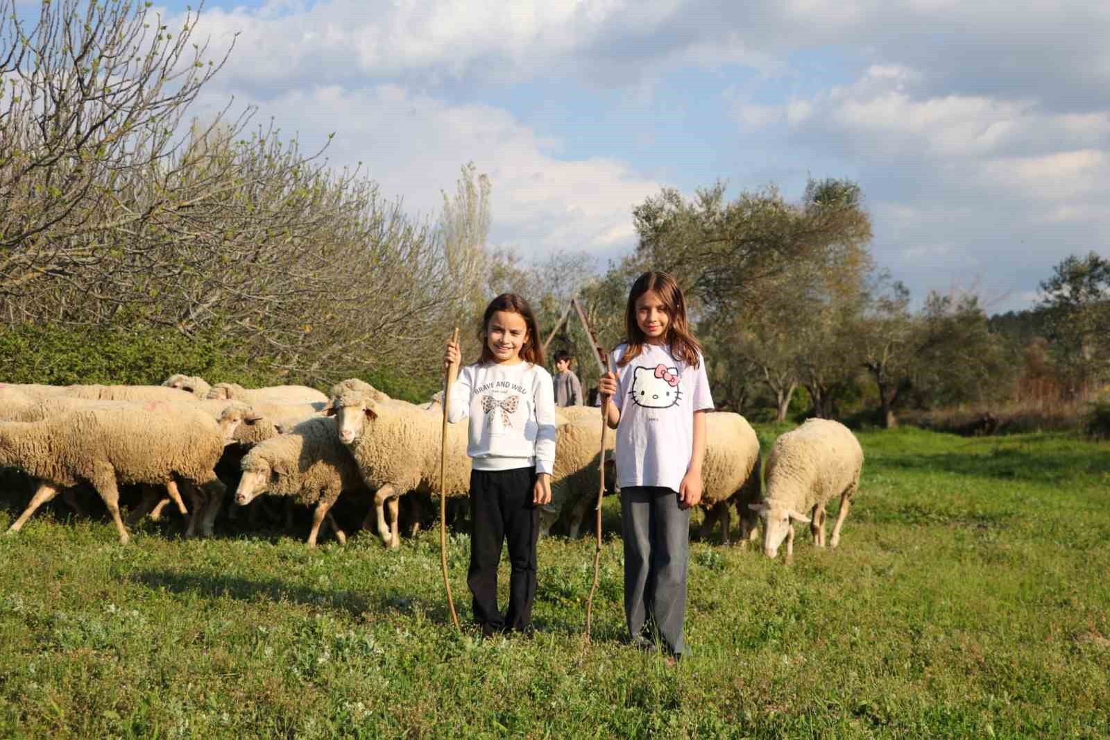 minik cobanlar lapsekide kiyasiya yarisacak 5 h9EKZpaE