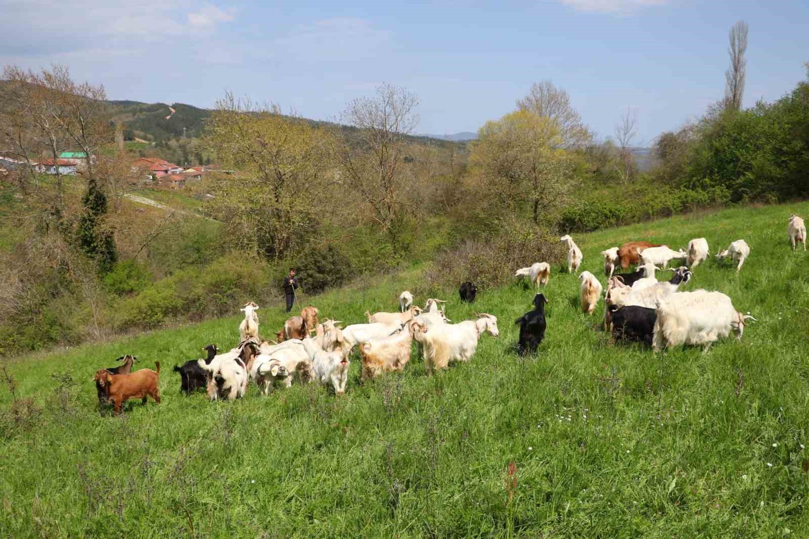 minik cobanlar lapsekide kiyasiya yarisacak 6