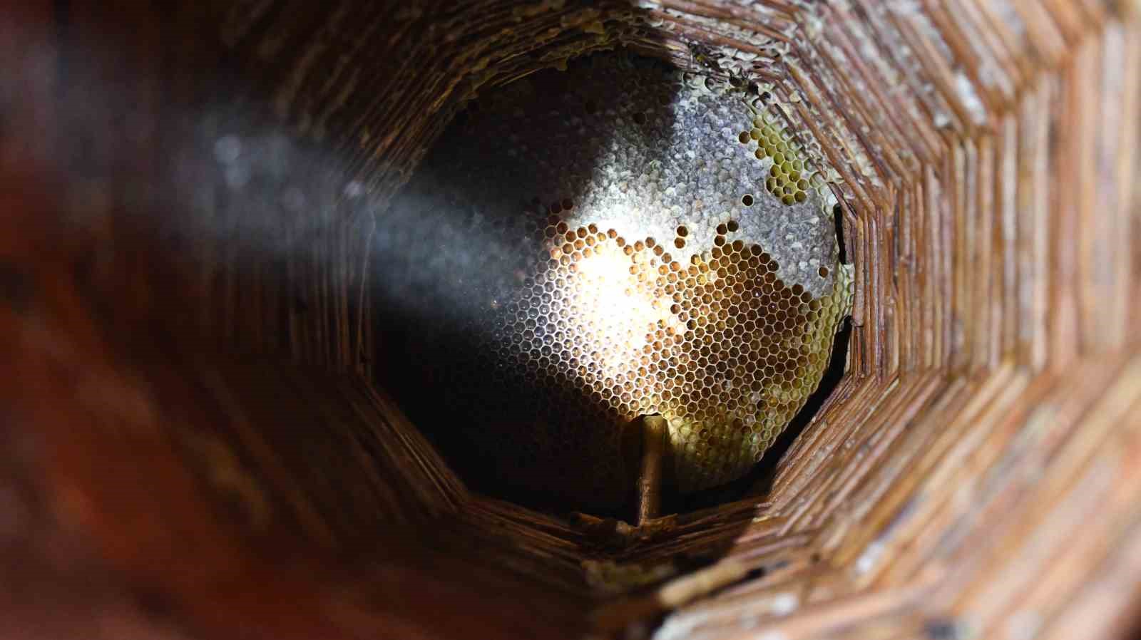 misafir odasini bal arilarina ayirdi 3