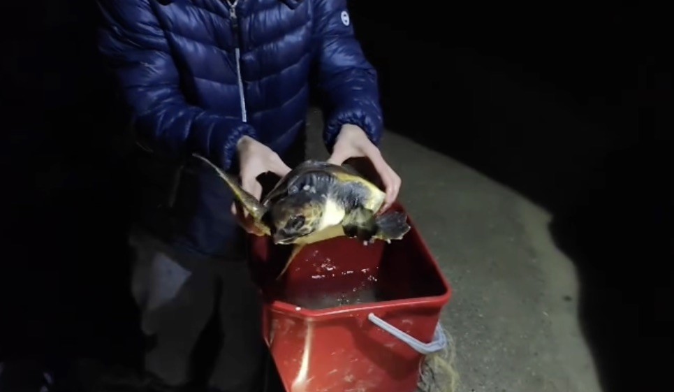 misina ve ipe dolanan caretta carettanin yardimina vatandaslar yetisti 1 cbEVFLjm