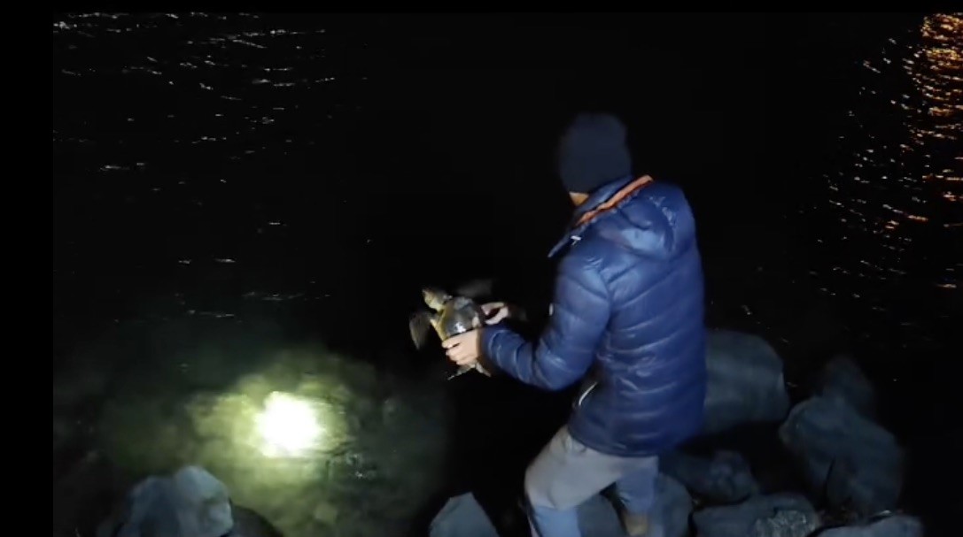 misina ve ipe dolanan caretta carettanin yardimina vatandaslar yetisti 2 eQmGIAw9