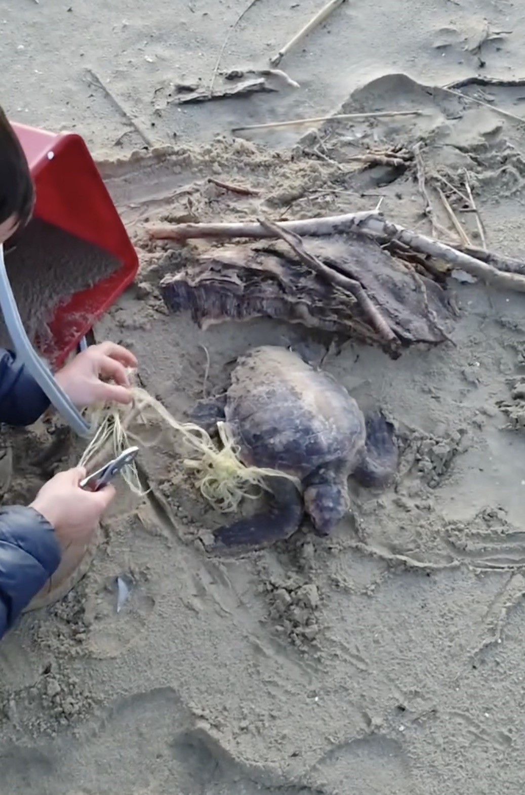 misina ve ipe dolanan caretta carettanin yardimina vatandaslar yetisti 3 4sWkL3qz