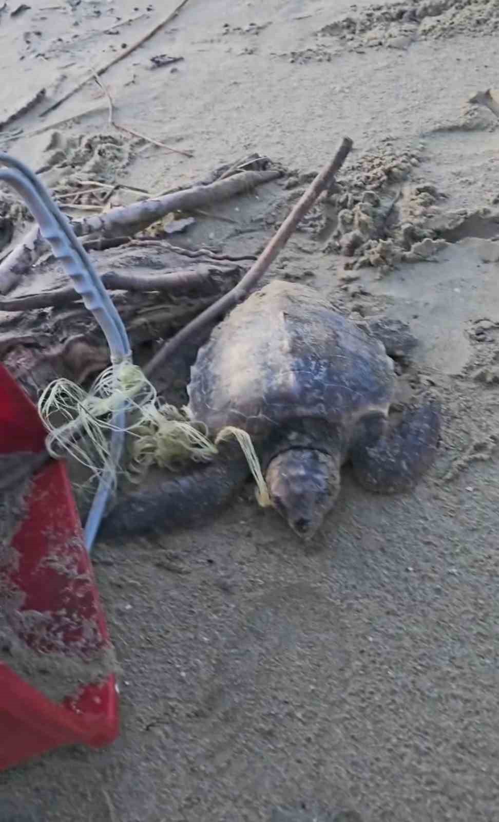 misina ve ipe dolanan caretta carettanin yardimina vatandaslar yetisti 4 EJfcmsy4