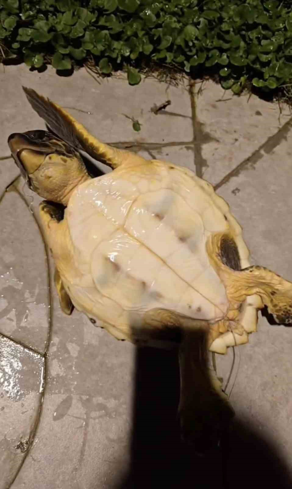 misina ve ipe dolanan caretta carettanin yardimina vatandaslar yetisti 5 6lSyLVvZ