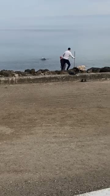 mudanya sahilinde oltaya takilan martiyi vatandas kurtardi 3 JwiAi596