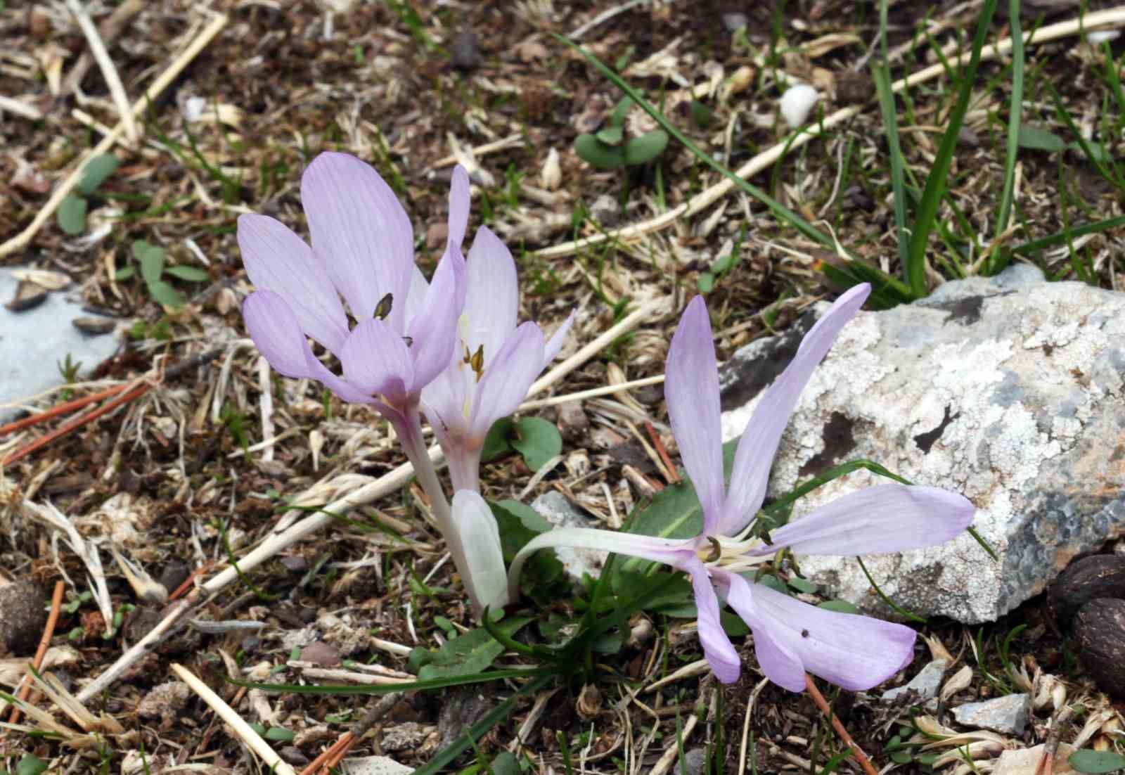 muglada yeni endemik tur marcali cigdemi kesfedildi 0 Ac2umb98