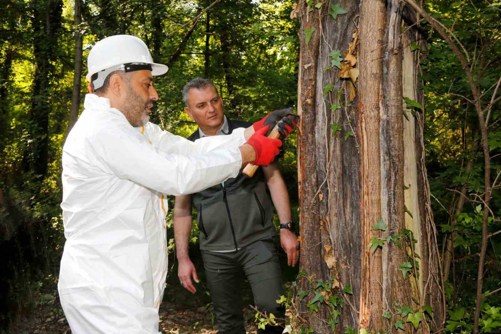 mugladaki sigla ormanlarindan 1 ton sigla yagi uretimi bekleniyor 0